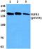 Fibroblast Growth Factor Receptor 1 antibody, A00098Y654, Boster Biological Technology, Western Blot image 