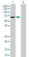 General Transcription Factor IIA Subunit 1 antibody, H00002957-D01P, Novus Biologicals, Western Blot image 