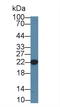 Core-Binding Factor Subunit Beta antibody, LS-C702368, Lifespan Biosciences, Western Blot image 