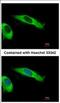 Eukaryotic Translation Initiation Factor 2 Subunit Beta antibody, NBP2-16290, Novus Biologicals, Immunofluorescence image 