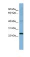 Putative uncharacterized protein encoded by NCRNA00174 antibody, orb326036, Biorbyt, Western Blot image 