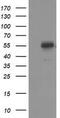 p53 antibody, TA502869, Origene, Western Blot image 