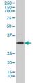 LFNG O-Fucosylpeptide 3-Beta-N-Acetylglucosaminyltransferase antibody, H00003955-M06, Novus Biologicals, Western Blot image 