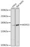 WD Repeat Domain 33 antibody, 15-428, ProSci, Western Blot image 