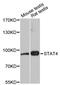 Signal Transducer And Activator Of Transcription 4 antibody, STJ25719, St John