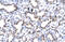 Endoglin antibody, 27-781, ProSci, Immunohistochemistry paraffin image 