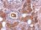Nemo Like Kinase antibody, NBP1-32264, Novus Biologicals, Immunohistochemistry frozen image 