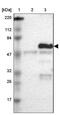 Occludin antibody, NBP1-87402, Novus Biologicals, Western Blot image 