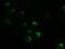 GATA Binding Protein 4 antibody, NBP1-47765, Novus Biologicals, Immunofluorescence image 