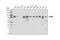 Sim antibody, 4149S, Cell Signaling Technology, Western Blot image 