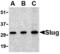 SNAI2 antibody, MBS150130, MyBioSource, Western Blot image 