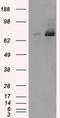 Tubulin Tyrosine Ligase Like 12 antibody, CF500799, Origene, Western Blot image 