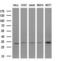 Kv channel-interacting protein 2 antibody, LS-C791216, Lifespan Biosciences, Western Blot image 