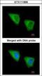 Glutamate-Cysteine Ligase Modifier Subunit antibody, GTX111858, GeneTex, Immunocytochemistry image 