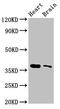 Serine Racemase antibody, CSB-PA022691LA01HU, Cusabio, Western Blot image 