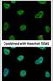 SUMO Specific Peptidase 3 antibody, PA5-31055, Invitrogen Antibodies, Immunofluorescence image 