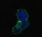 TP antibody, GTX83128, GeneTex, Immunofluorescence image 