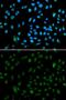 Nuclear Receptor Binding SET Domain Protein 3 antibody, GTX55733, GeneTex, Immunocytochemistry image 