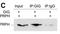 Gigaxonin antibody, NBP1-49924, Novus Biologicals, Immunoprecipitation image 