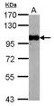 Bromodomain Containing 3 antibody, PA5-30263, Invitrogen Antibodies, Western Blot image 