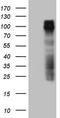 Transmembrane glycoprotein NMB antibody, CF807717, Origene, Western Blot image 