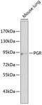 Progesterone Receptor antibody, 18-504, ProSci, Western Blot image 