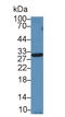 TIMP Metallopeptidase Inhibitor 2 antibody, LS-C296672, Lifespan Biosciences, Western Blot image 