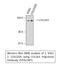 Collagen Type II Alpha 1 Chain antibody, STJ92387, St John