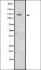 Angiotensin II antibody, orb336955, Biorbyt, Western Blot image 