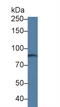 ATP Binding Cassette Subfamily C Member 4 antibody, abx128089, Abbexa, Western Blot image 