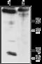 Potassium Calcium-Activated Channel Subfamily M Regulatory Beta Subunit 4 antibody, GTX16666, GeneTex, Western Blot image 