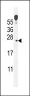 VOPP1 WW Domain Binding Protein antibody, PA5-71488, Invitrogen Antibodies, Western Blot image 