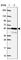 Nuclear Factor, Erythroid 2 Like 1 antibody, HPA065424, Atlas Antibodies, Western Blot image 