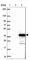 Ring Finger Protein 121 antibody, HPA046041, Atlas Antibodies, Western Blot image 