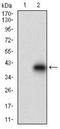 Decorin antibody, NBP2-37333, Novus Biologicals, Western Blot image 