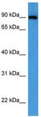 Oxysterol-binding protein 1 antibody, TA342877, Origene, Western Blot image 