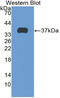 Surfactant Protein D antibody, LS-C314226, Lifespan Biosciences, Western Blot image 