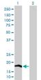 Cytochrome C Oxidase Subunit 4I2 antibody, H00084701-D01P, Novus Biologicals, Western Blot image 