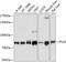 Polo Like Kinase 3 antibody, 23-701, ProSci, Western Blot image 