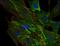 AHNAK Nucleoprotein antibody, OAEE00010, Aviva Systems Biology, Immunofluorescence image 
