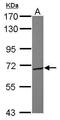 Protein O-Mannosyltransferase 1 antibody, PA5-29032, Invitrogen Antibodies, Western Blot image 