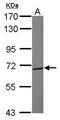 Protein O-mannosyl-transferase 1 antibody, PA5-29032, Invitrogen Antibodies, Western Blot image 