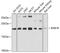 RAB18, Member RAS Oncogene Family antibody, GTX64901, GeneTex, Western Blot image 