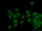 Histone-lysine N-methyltransferase SETD1B antibody, 55005-1-AP, Proteintech Group, Immunofluorescence image 
