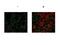 F11 Receptor antibody, A02068, Boster Biological Technology, Immunofluorescence image 