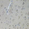 Ciliary Neurotrophic Factor Receptor antibody, A05979, Boster Biological Technology, Immunohistochemistry frozen image 