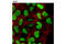 Non-histone chromosomal protein HMG-14 antibody, 12734S, Cell Signaling Technology, Immunofluorescence image 