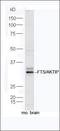 Mitoguardin 2 antibody, orb183619, Biorbyt, Western Blot image 