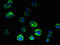 ORMDL Sphingolipid Biosynthesis Regulator 2 antibody, LS-C377668, Lifespan Biosciences, Immunofluorescence image 