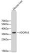 Adenosine receptor A3 antibody, 18-751, ProSci, Western Blot image 